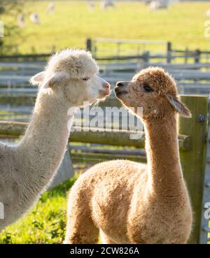 Eine Alpaka-Farm in Warwickshire, Großbritannien Stockfoto