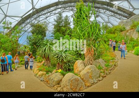 Mediterranes Biom im Eden Project, Bodelva bei St. Austell, Cornwall, England. Stockfoto