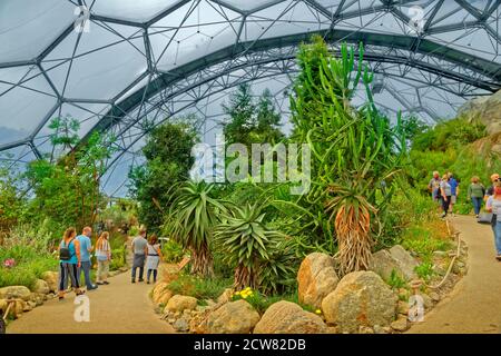 Mediterranes Biom im Eden Project, Bodelva bei St. Austell, Cornwall, England. Stockfoto