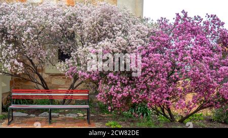 Bank in einem Garten mit Sträuchern der blühenden einheimischen Flora Chamelaucium uncinatum Geraldton Wachs-Wachsblume in York Western Australia. Stockfoto