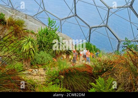 Mediterranes Biom im Eden Project, Bodelva bei St. Austell, Cornwall, England. Stockfoto