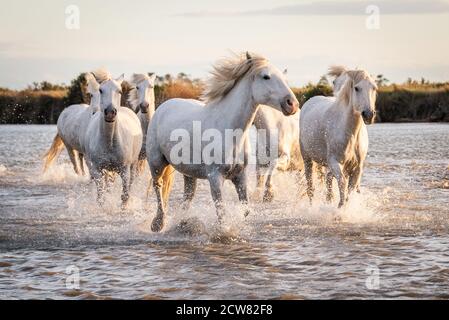 Weiße Pferde sind galoping im Wasser alle über das Meer in der Camargue, Frankreich. Stockfoto