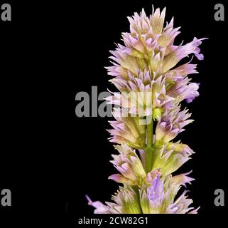 Am 22. März 2019 wurde ein Nahfoto des Anise Hysop (Agastache foeniculum) im Howard County, Maryland, aufgenommen, das seine Rolle als Bestäuber im lokalen Ökosystem zeigt. Stockfoto