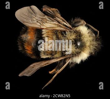 Bombus affinis, m, zurück, Tucker County allstar 2018 wv 2018-11-01-12.01.22 ZS Pmax UDR Stockfoto