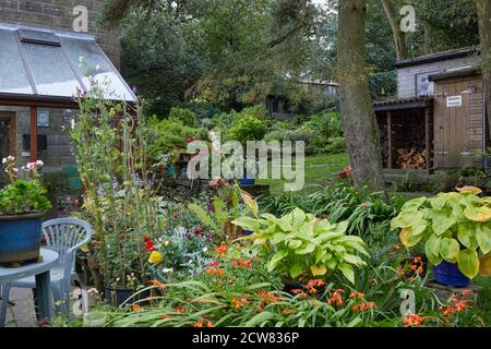 Herbstsonne erhellt eine Ecke des Moorlandes kleinbäuerlichen Garten Hervorhebung der Buddleia und Hosta-Ausstellung in Nidderdale auf 900 Fuß 18/09/2020 Stockfoto
