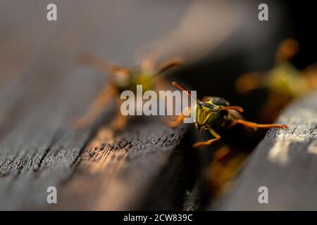 Nahaufnahme von Wespen Stockfoto