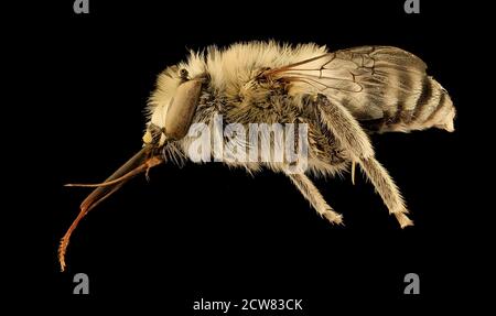 Anthophora urbana, m, rechts. Yolo Co., CA 2019-03-21-22.16.41 ZS Pmax UDR Stockfoto