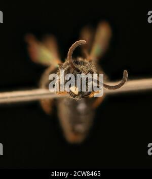 Panurginus atramontensis, m, Gesicht, Prinz George's Co, MD 2019-03-21-18.39.05 ZS Pmax UDR Stockfoto