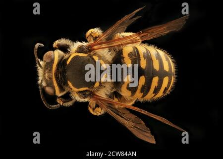 Anthidium illustre, m, Rückseite, Bray 1, CA 2019-03-21-12.05.57 ZS Pmax UDR Stockfoto