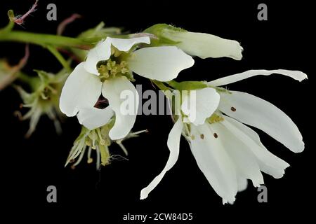 Amelanchier laevis, Smooth serviceberry, WSSC, Howard County, MD, Helen Lowe Metzman 2019-10-23-12.04.54 ZS Pmax UDR Stockfoto