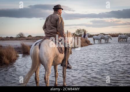 Camargue, Frankreich, April 27 2019 : Weisse Pferde und zwei Hüter laufen im ganzen Wasser im Sumpf der Camargue, Frankreich. Stockfoto