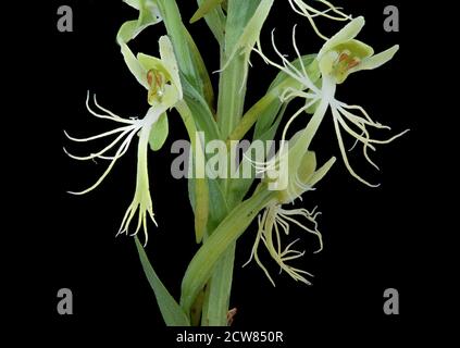 Platanthera lacera, Green-Fringed Orchid, PWRC, Helen Lowe Metzman 2019-10-24-12.05.35 ZS Pmax UDR Stockfoto