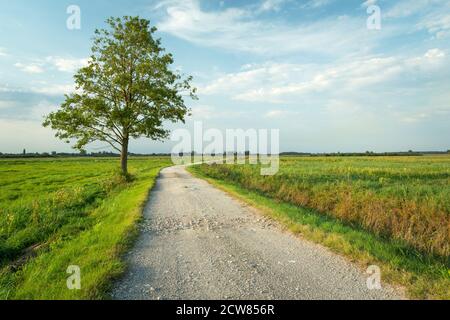 Einsamer grüner Baum auf einer unbefestigten Straße Stockfoto