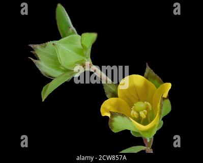 Ludwigia alternifolia, Seedbox, Howard County, MD, Helen Lowe Metzman 2019-10-23-17.49.32 ZS Pmax UDR Stockfoto