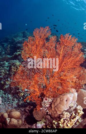 Seelilie auf Meeresfan (Annella Mollis), Sulawesi, Indonesien, Stockfoto