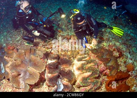 Taucher und riesige tridacna Muscheln, V Stockfoto