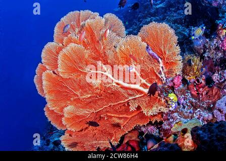 Seaflüfter an der Wand, Sulawesi, Indonesien, Stockfoto