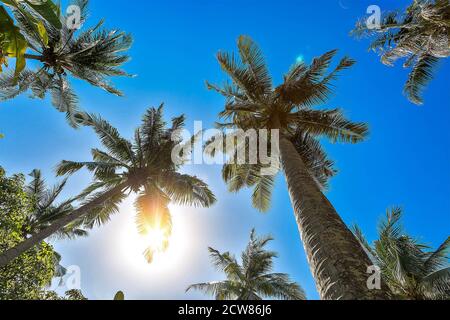 Vier Kokospalmen mit blauem Himmel und Sonne, die durch die Äste bricht, wunderschöner tropischer Hintergrund. Stockfoto