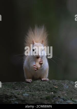 Weißes Eichhörnchen (Leukistisches rotes Eichhörnchen) Auf einem Felsen stehend, eine Erdnuss im Wald essend Im Morgenlicht in Kanada Stockfoto