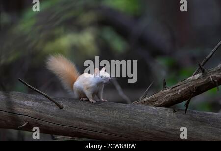 Weißes Eichhörnchen (Leukistisches rotes Eichhörnchen) Morgens auf einem Holzstamm im Wald stehen Herbstlicht in Kanada Stockfoto