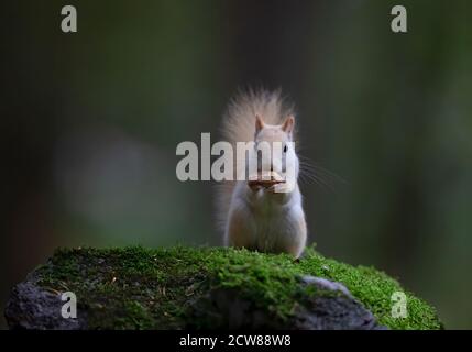 Weißes Eichhörnchen (Leukistisches rotes Eichhörnchen) Stehen auf etwas grünem Moos essen eine Erdnuss in der Wald im Morgenlicht in Kanada Stockfoto