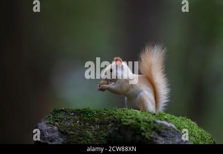 Weißes Eichhörnchen (Leukistisches rotes Eichhörnchen) Stehen auf etwas grünem Moos essen eine Erdnuss in der Wald im Morgenlicht in Kanada Stockfoto