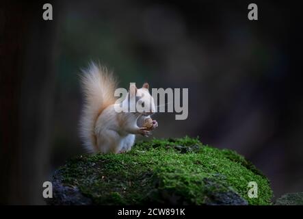 Weißes Eichhörnchen (Leukistisches rotes Eichhörnchen) Stehen auf etwas grünem Moos essen eine Erdnuss in der Wald im Morgenlicht in Kanada Stockfoto