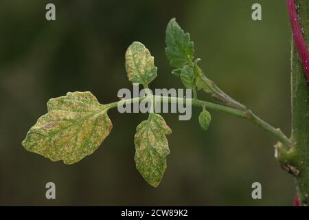 Zweifleckige oder glashühnige Spinnmilbe (Tetranychus urticae) Bronzing und Beweidung Schäden an Tomatenblatt obere Oberfläche, Berkshire, August Stockfoto