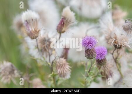 Nahaufnahme von Blumen und federnem thistledown of Field Thistle / Creeping Thistle - Cirsium arvense. Ist ein schädliches lästiges Agrarkraut. Stockfoto
