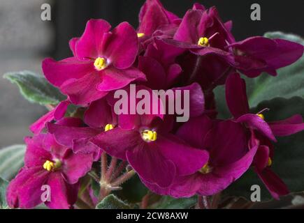 Eine dunkelrosa African Violet Pflanze in voller Blüte. Stockfoto