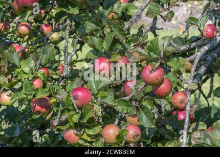 Reife rote Äpfel in einem Obstgarten an einem sonnigen Herbsttag. Für UK Apple Growers, UK Obstbau, Apfelanbau, Apfelernte UK. Stockfoto
