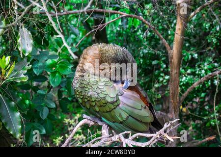 Die Kea (Nestor notabilis), eine Art von großen Papageien aus der Familie Nestoridae in den bewaldeten und alpinen Regionen der Südinsel von NZ gefunden Stockfoto