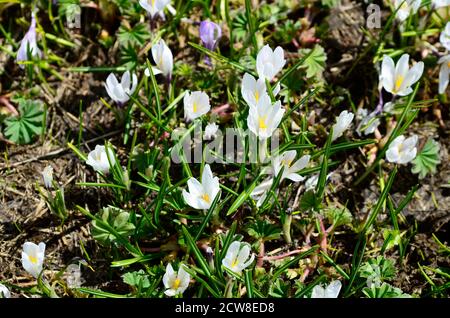 Italien, Südtirol, Frühlingskrokus auf der Alpe di Suisi, Stockfoto