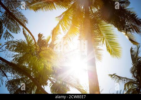 Durch die grünen Blätter und Äste hoher tropischer Palmen scheinen die Sonnenstrahlen direkt in die Kamera. Vor dem Hintergrund des blauen wolkenlosen Himmels Stockfoto