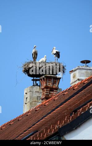 Österreich, Storchennest auf dem Dach im Dorf Rust am Neusiedler See, bevorzugtes Reiseziel im Burgenland Stockfoto