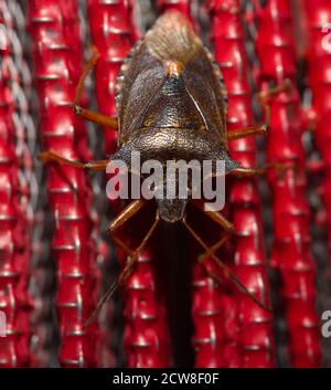 Schild-Bug in Makro-Nahaufnahme Stockfoto