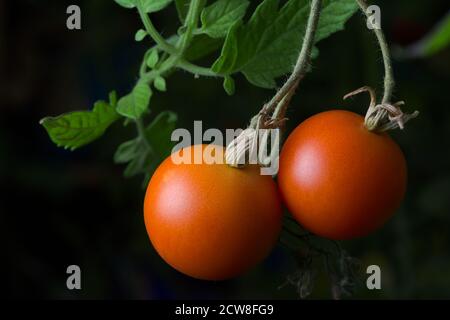 3 - zwei Pflaumentomaten stehen vor dunklem Hintergrund in leuchtendem Rot. Natürliche Umgebung, wie sie in einem Garten gewachsen, hängend von einer Tomatenpflanze. Stockfoto