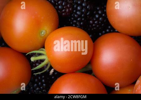 6 - Weiches Licht hebt die runde Form dieser frisch gepflückten, selbst angebauten Früchte hervor. Tomaten und Brombeeren. Lebendige Farben, Lebensmittel Hintergrund. Stockfoto