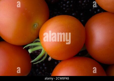 8 - Rote Kirschpflaumentomaten heben sich von einem dunklen Brombeerhintergrund ab, einer Auswahl von zwei Arten von Gartenprodukten. Hintergrund im Zusammenhang mit Lebensmitteln. Stockfoto
