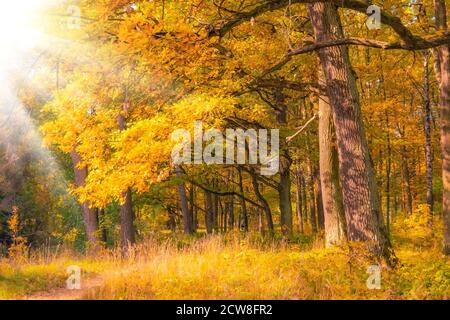 Herbstwald mit alten Eichen Verbreitung Äste auf einem Sonniger Tag Stockfoto