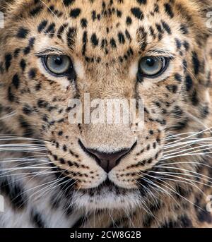 Weibliche Amur Leoparden in Kamera Stockfoto