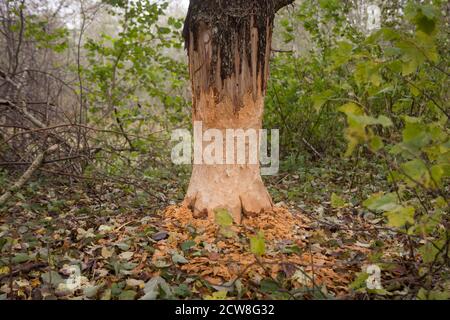 Eine Nahaufnahme der Rinde eines großen Baumstammes, von Bibern im Wald genagt. Stockfoto