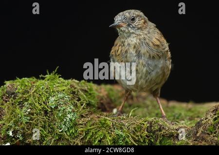 Erwachsene Dunnock oder Hedgesparrow ( Prunella modularis ) im walisischen Wald bei Llanidloes, aufgenommen im Sommer 2020. Stockfoto