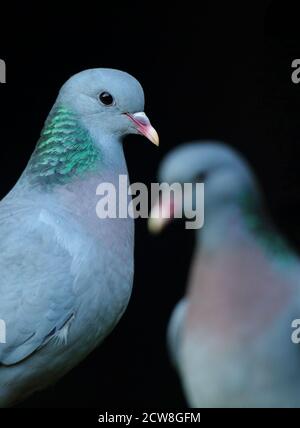 Stocktaube (Columba oenas) Nahaufnahme des Paares, zeigt Kopfgefieder vor schwarzem Hintergrund. August 2020. Stockfoto