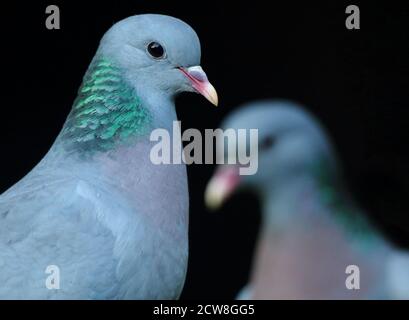 Stocktaube (Columba oenas) Nahaufnahme des Paares, zeigt Kopfgefieder vor schwarzem Hintergrund. August 2020. Stockfoto