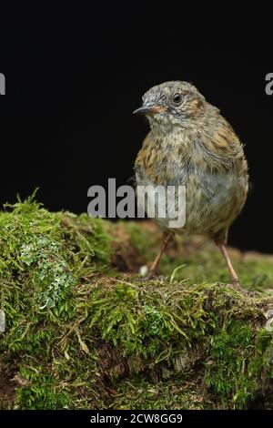 Erwachsene Dunnock oder Hedgesparrow ( Prunella modularis ) im walisischen Wald bei Llanidloes, aufgenommen im Sommer 2020. Stockfoto