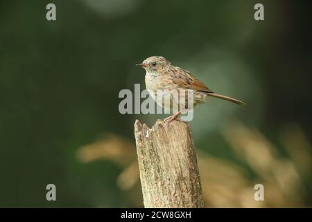 Dunnock oder Hedgesparrow ( Prunella modularis ) thront, aufgenommen in Wales 2020. Stockfoto