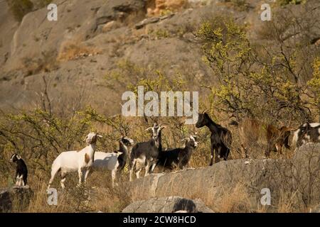 Landgry, TX 13. März 2008: Wilde Ziegen Streifen durch die Kalksteinhügel mit Blick auf den Pecos River im südlichen Val Verde County, TX. ©Bob Daemmrich Stockfoto