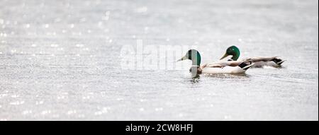 Banner zwei drake Enten in Wasser Textur. Stockfoto