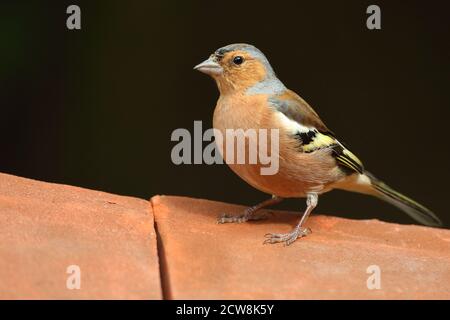 Männlicher Chaffinch ( Fringilla coelebs ) im Sommergefieder, aufgenommen in Wales 2020. Stockfoto